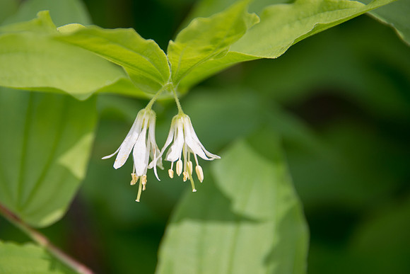 Rough-fruited Fairybells