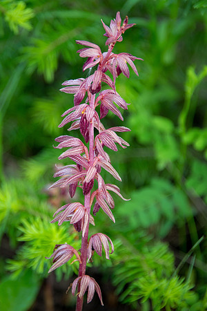 Striped Coralroot III