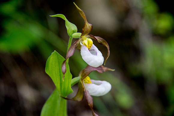 Mountain Ladyslipper