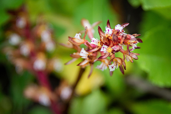 Spotted Coralroot