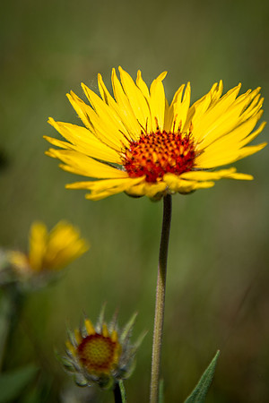 Brown-eyed susan