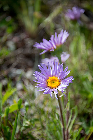 Tall Purple Fleabane