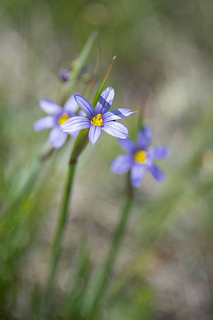 Blue-eyed Grass