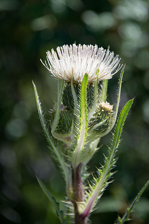 White thistle