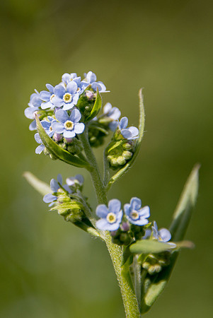 Mountain Forget-me-not