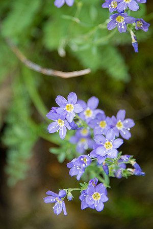 Showy Jacob's Ladder