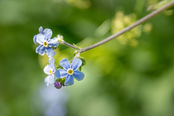 Blue Stickseed