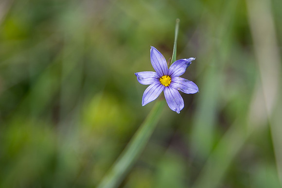 Blue-eyed Grass II