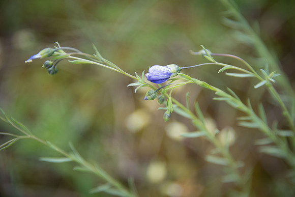 Blue Flax - bud