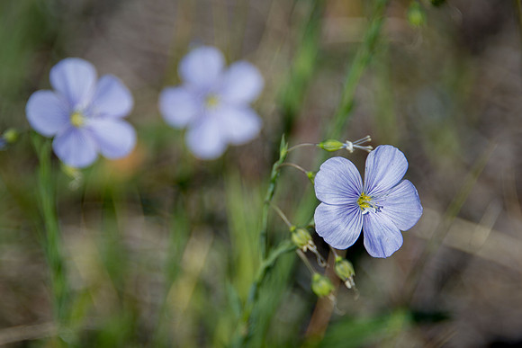 Blue Flax