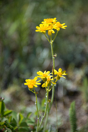 Western Groundsel