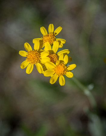 Western Groundsel II