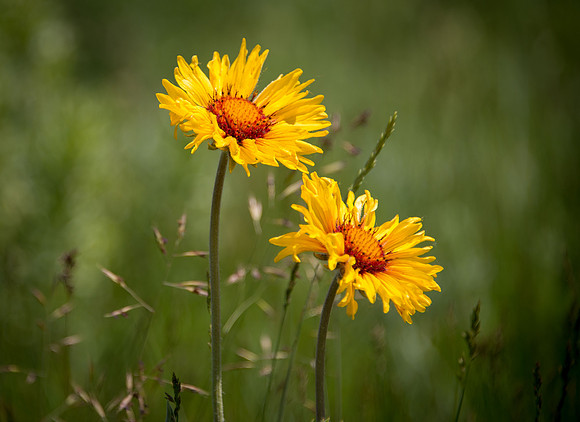 Brown-eyed Susan III