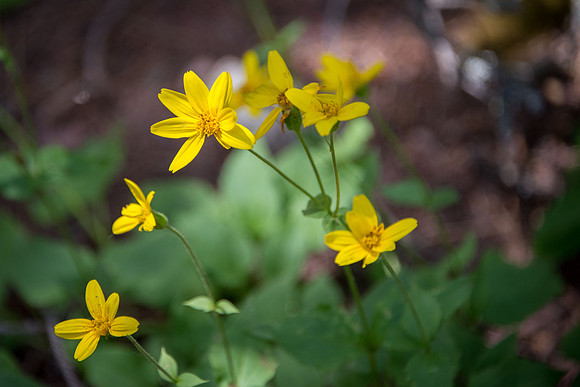 Slender Arnica