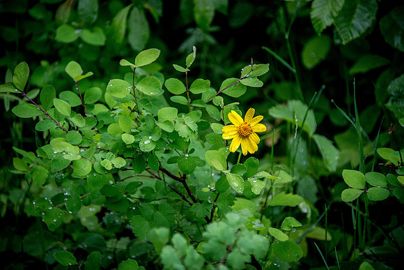 Heart-leaved Arnica II
