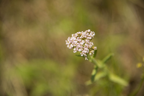 Common Yarrow II