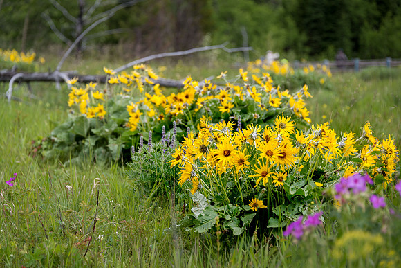 Arrow-leaved Balsamroot