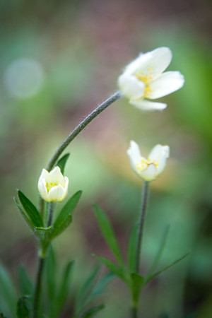 Wind Flower