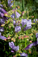 Lyall's Penstemon