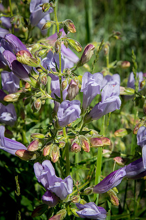 Lyall's Penstemon