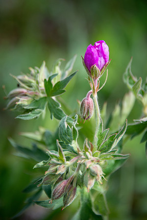 Sticky Purple Geranium - bud