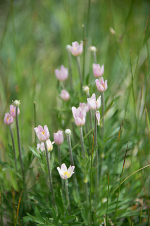Cut-Leaved Anenome - Pink