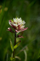 Alpine Paintbrush