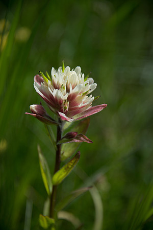 Alpine Paintbrush