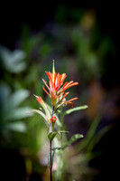 Paintbrush