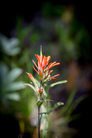 Paintbrush