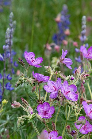 Sticky Purple Geranium - cluster