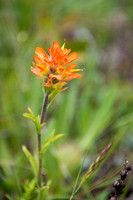 Alpine Paintbrush II