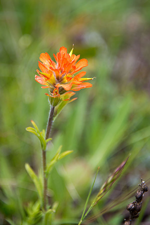 Alpine Paintbrush II