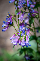 Alberta Penstemon