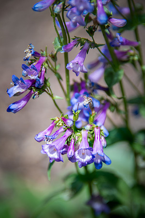 Alberta Penstemon