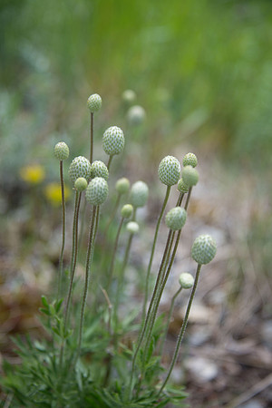 Cut-Leaved Anenome - seed pods