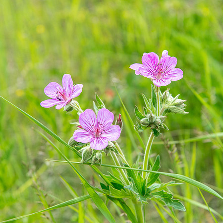 Sticky Purple Geranium