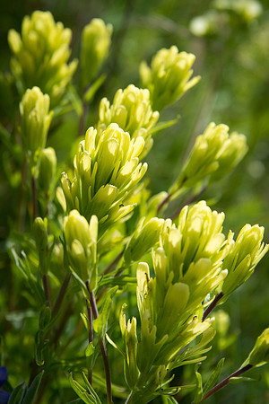 Cusick's Paintbrush