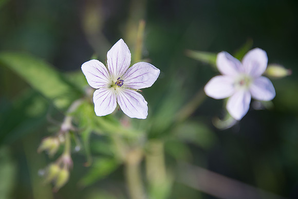 White Geranium