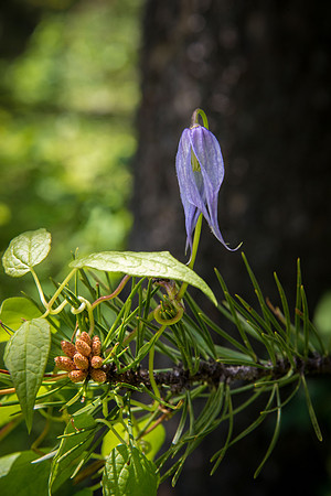 Blue Clematis