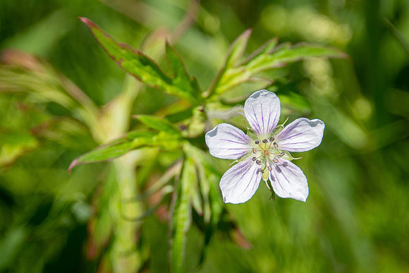 White Geranium II