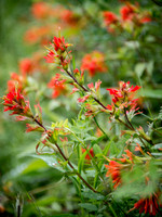 Common Red Paintbrush