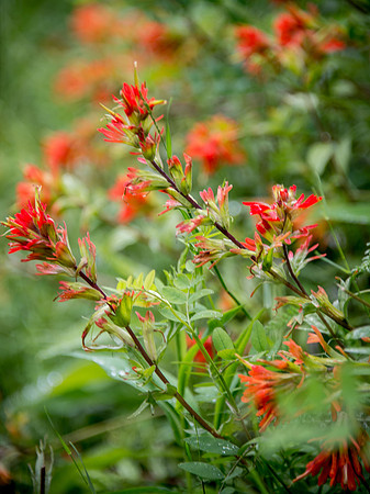 Common Red Paintbrush