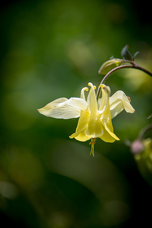 Yellow Columbine III