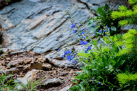 Shinning Penstemon
