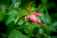 Paintbrush II