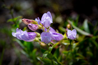 Lyall's Penstemon II