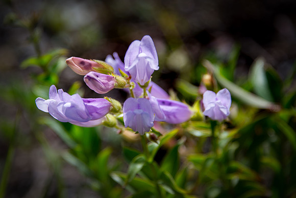 Lyall's Penstemon II