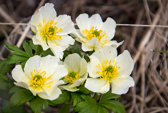 White Globe Flower - Kananaskis