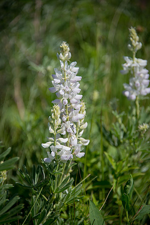 White Lupine